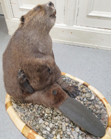 Präparat Biber