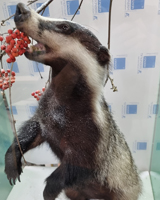 Präparat Dachs