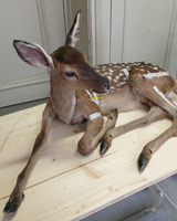 Präparat Hirschkalb