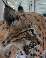 Präparat Luchs