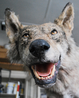 Präparat Wolf