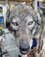 Präparat Wolf